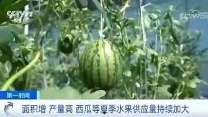白锦吃瓜群众
